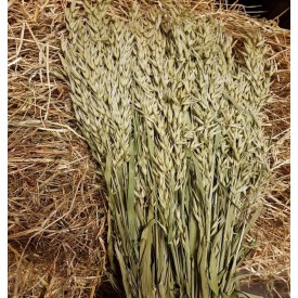 Product: ✓ XXL bos green oat