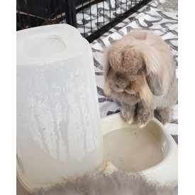 Product: ✓ Waterbak konijnen
