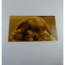 Product: ✓ Briefkaart hangoor konijn