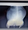 Product: .Uitleg Calcium