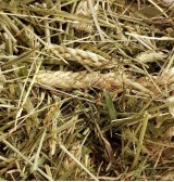 Product: Chanty gras mix - Actuele voorraad: 187