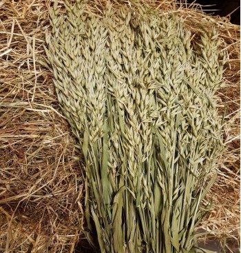 Product: XXL bos green oat