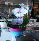 Product: Orchidee blauw rose - Actuele voorraad: 0