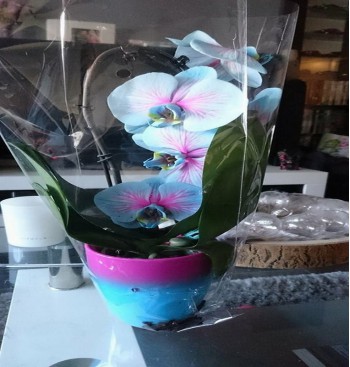 Product: Orchidee blauw rose