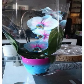 Likken twee weken verkopen 🗸 Orchidee blauw rose - ChantyPlace.com