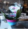 Product: Orchidee blauw rose