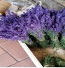 Product: Lavendel hele bos