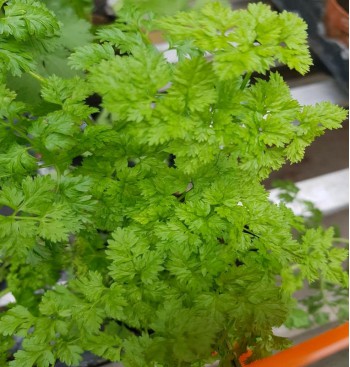 Product: Kervel plant Product: Kervel plant