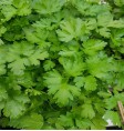 Product: Munt (chocola) plant - ChantyPlace.com
