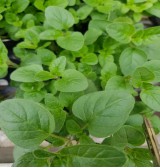 Product: Oregano plant - Actuele voorraad: 8