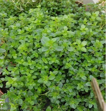 Product: Tijm plant Product: Tijm plant