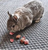 Product: Bunny star mix - Actuele voorraad: 228