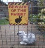 Product: Beware of  the Rabbit