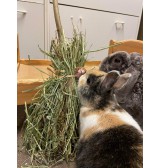 Product: Bunny Broom mint - Actuele voorraad: 14