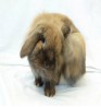 Product: Bunny box Valentijn