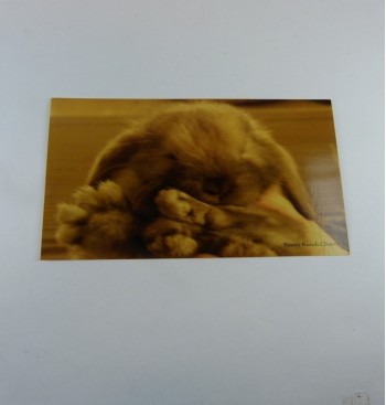 Product: Briefkaart hangoor konijn