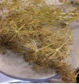 Product: 4 soort zaden voor konijnen planten - ChantyPlace.com