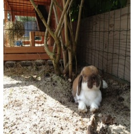 Product: ✓ Tessa Beertje & Droppie
