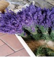 Product: Lavendel gedroogd