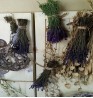 Product: Lavendel gedroogd